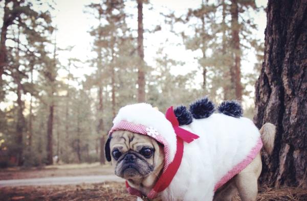/images/uploads/pug nation rescue of los angeles/2018pugnation/entries/6117thumb.jpg